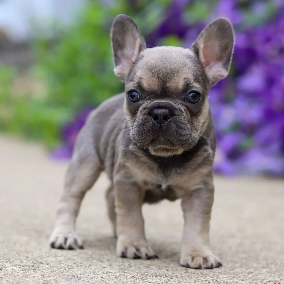 French Bulldog