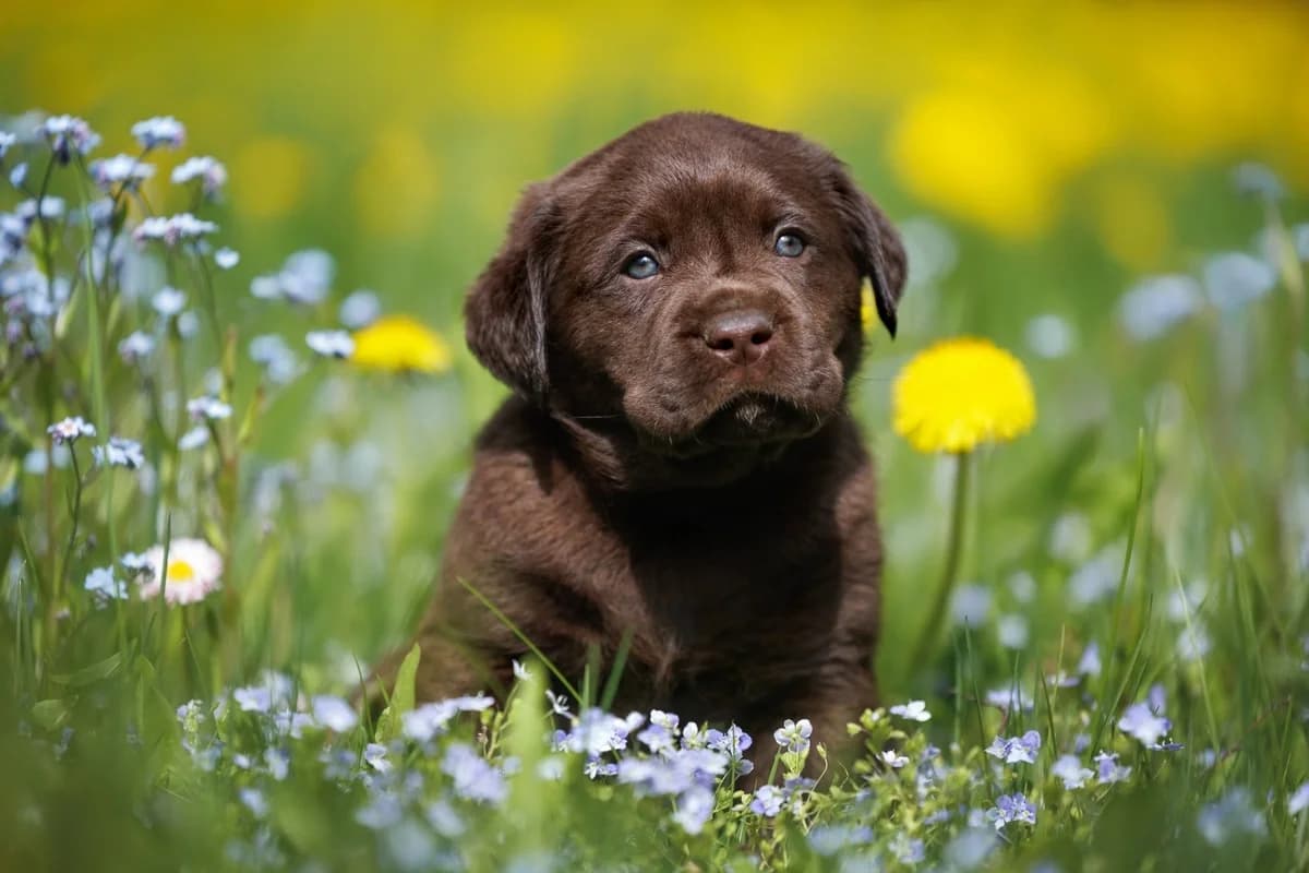 Labrador Retriever