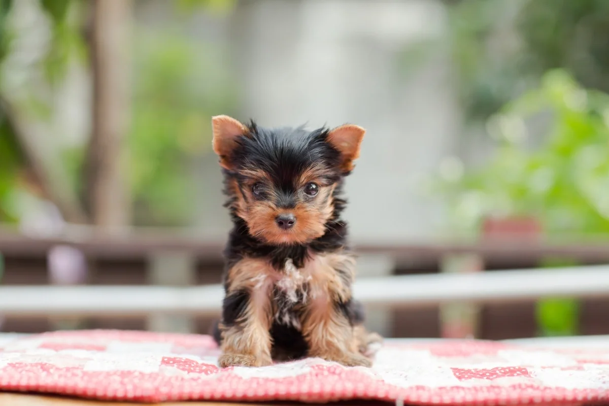 Yorkshire Terrier
