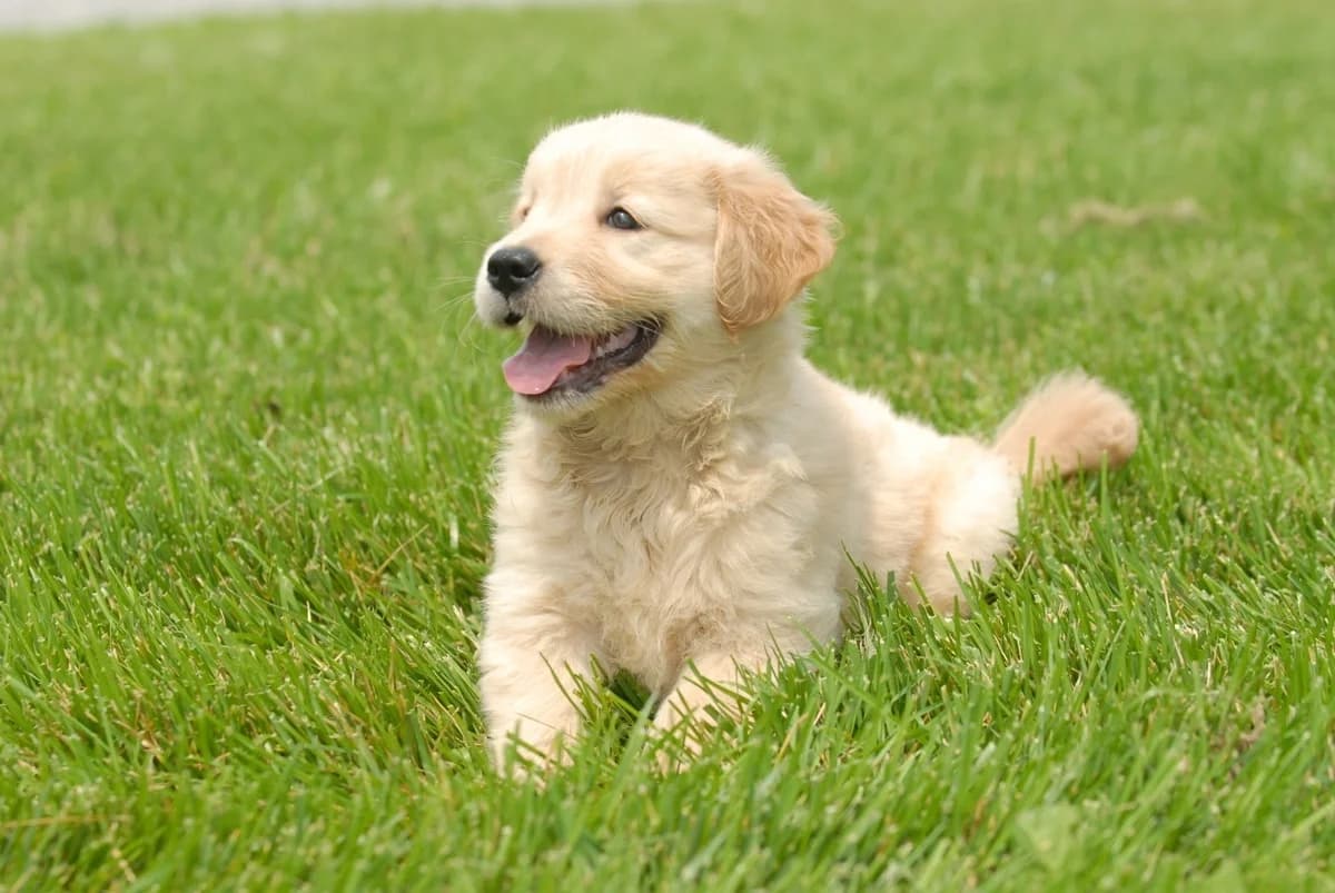 Golden Retriever