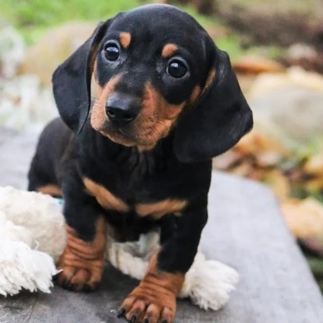 Dachshund