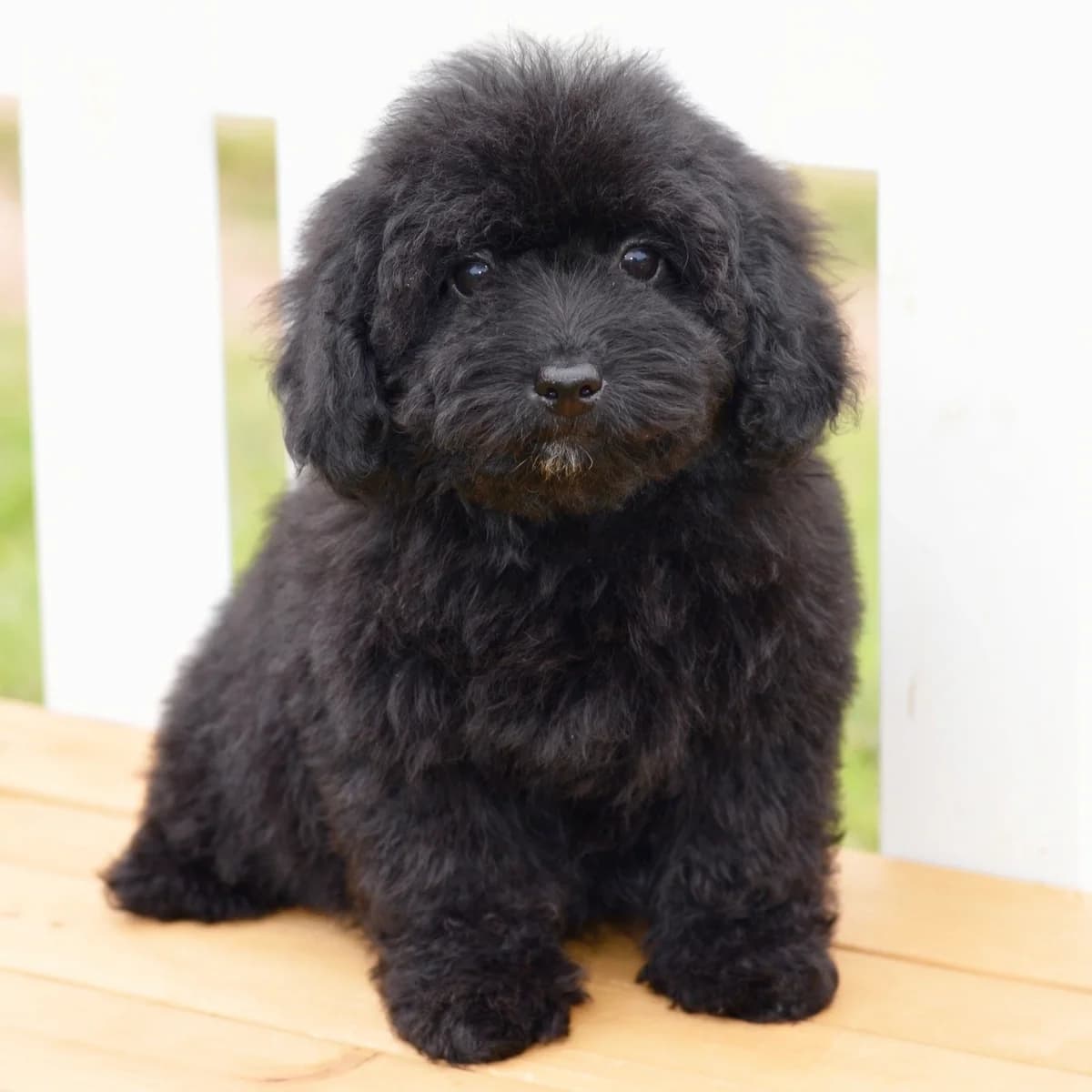 Poodle