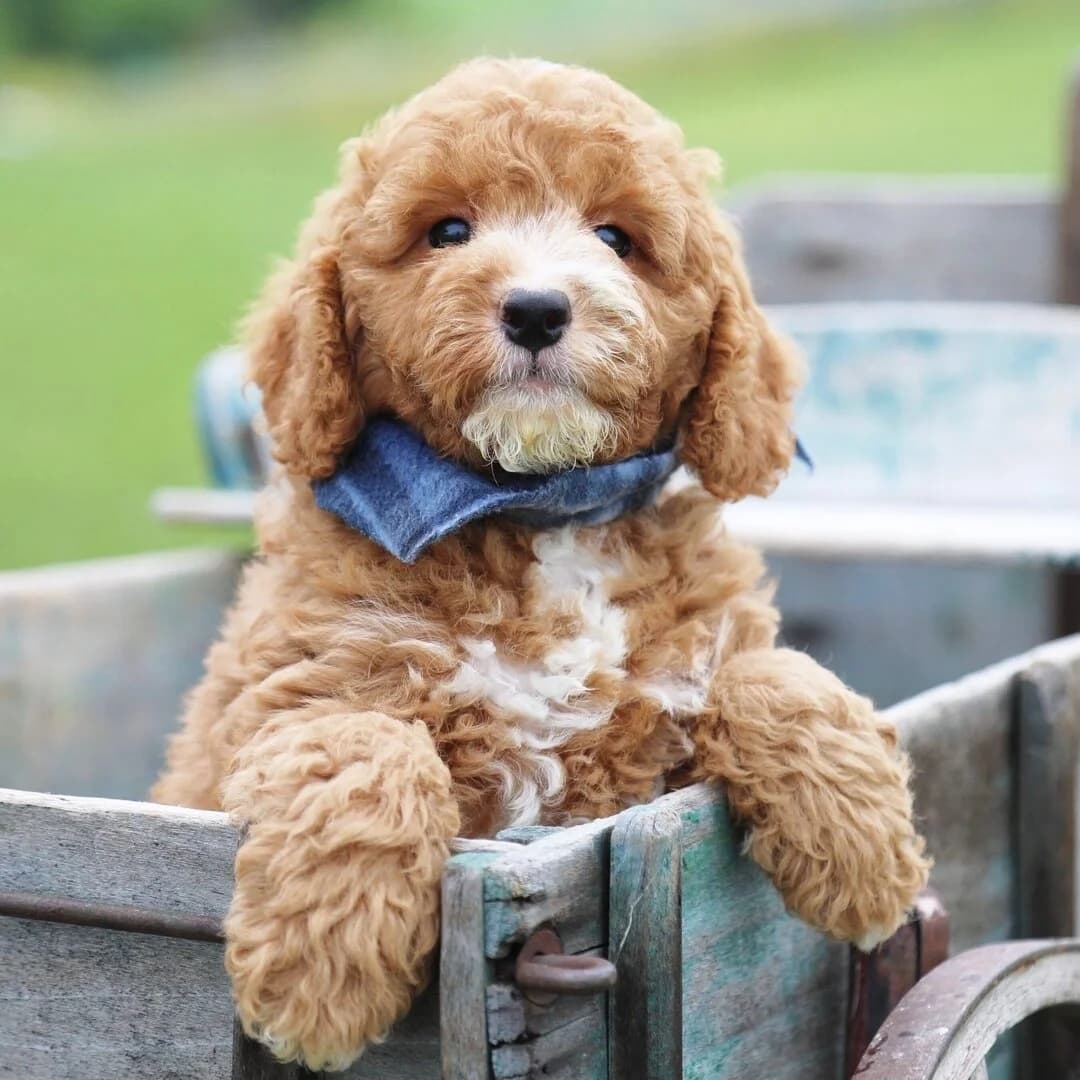 Goldendoodle
