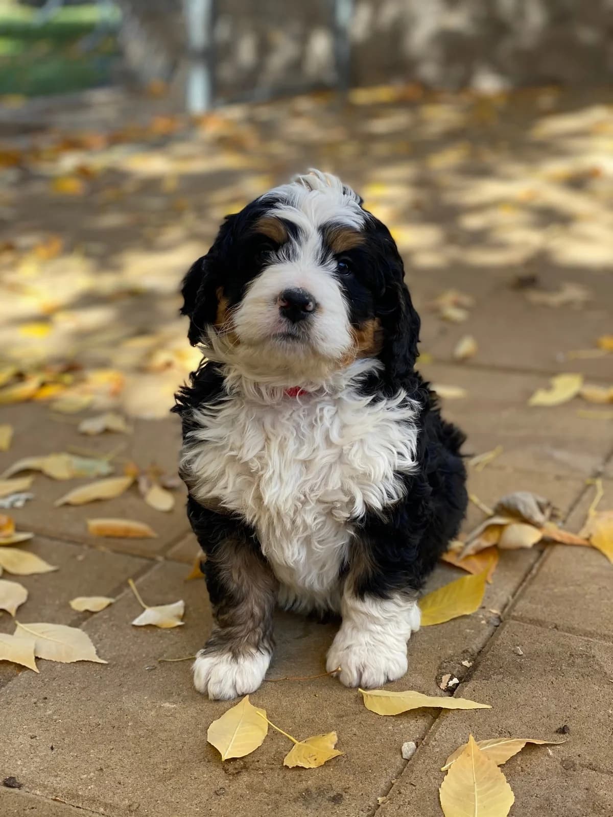 Bernedoodle