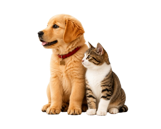 Cute Dog and Cat